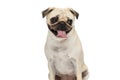 Cute pug dog sticking his tongue out while looking Royalty Free Stock Photo