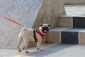 Cute pug dog walking on a leash in park road with owner Royalty Free Stock Photo