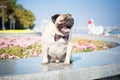 A cute pug dog wearing a black and red butterfly tie sits on a granite parapet and yawns