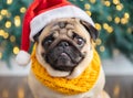 A cute pug dog wearing a Santa hat and scarf. Royalty Free Stock Photo