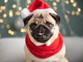 A cute pug dog wearing a Santa hat and scarf. Royalty Free Stock Photo