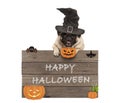 Cute pug dog wearing witch hat with wooden board and text happy halloween Royalty Free Stock Photo