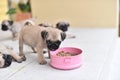 Cute Pug eating feed in dog bowl Royalty Free Stock Photo