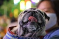 Cute pug, fat dog, smiling face, funny face, see teeth and tongue close-up. Royalty Free Stock Photo