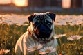 Cute pug on green lawn with daisies at sunset. Sweet wrinkled dog on walk on green grass with wild flowers, chamomiles Royalty Free Stock Photo