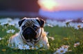 Cute pug on green lawn with daisies at sunset. Sweet wrinkled dog on walk on green grass with wild flowers, chamomiles Royalty Free Stock Photo