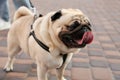 Cute pug with leash outdoors, closeup. Dog walking Royalty Free Stock Photo