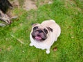 A cute pug at a local park.