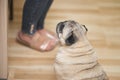 Cute pug looking at tabla in sitting pose during the day. Royalty Free Stock Photo