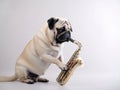 Cute Pug musician playing saxophone Studio portrait - white studio backdrop