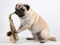 Cute Pug musician playing saxophone Studio portrait - white studio backdrop