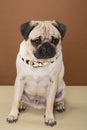 Cute pug posing in a studio