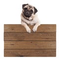 Cute pug puppy dog hanging with paws on blank wooden promotional sign, isolated on white background