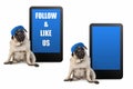 Cute pug puppy dog looking smart, sitting next to tablet phone with text follow and like us, wearing blue cap Royalty Free Stock Photo