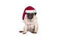 Cute pug puppy dog with santa hat for Christmas, sitting down, looking grumpy