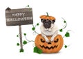 Cute pug puppy dog sitting in carved pumpkin with scary face, wearing lid as hat, with wooden sign saying happy halloween Royalty Free Stock Photo