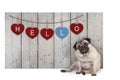 Cute pug puppy dog sitting down next to wooden fence of reclaimed barn wood with red and blue hearts with text hello