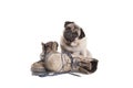 Cute Pug Puppy Dog Sitting Next To Pair Of Old Work Boots, Isolated On White Background