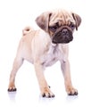 Cute pug puppy dog standing Royalty Free Stock Photo