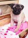 Cute pug puppy dog in suitcase