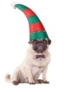 Cute pug puppy dog wearing an elf hat for christmas, on white background Royalty Free Stock Photo