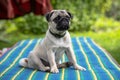 Cute pug puppy in a flea and tick collar sitting on striped mattress in summer garden