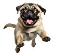 Cute pug puppy jumping. Playful dog cut out at background