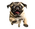 Cute pug puppy jumping. Playful dog cut out at background