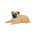 Cute pug puppy lying isolated on white background. Small dog with short muzzle, beige coat and shiny eyes. Flat vector