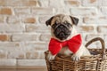 Cute pug puppy with red bow in basket, rustic brick wall on background
