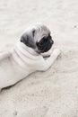 Cute pug puppy on sand Royalty Free Stock Photo
