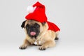 Cute pug puppy wearing a santa claus costume, Isolated