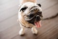 Cute pug with putting his tongue out looking at the distance Royalty Free Stock Photo