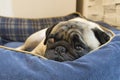 Pug napping in a basket Royalty Free Stock Photo