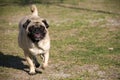 Cute Pug Running at Dog Park Royalty Free Stock Photo