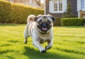 A cute pug running on the lawn outside a beautiful house. A sunny spring day. Royalty Free Stock Photo