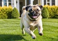 A cute pug running on the lawn outside a beautiful house. A sunny spring day. Royalty Free Stock Photo