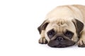 Cute pug with sad eyes Royalty Free Stock Photo