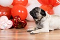 A cute pug sits among balls and hearts on Valentine's Day. Pets, dogs and their holidays