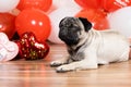 A cute pug sits among balls and hearts on Valentine's Day. Pets, dogs and their holidays