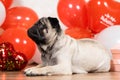 A cute pug sits among balls and hearts on Valentine's Day. Pets, dogs and their holidays