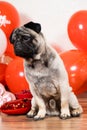 A cute pug sits among balls on Valentine's Day. Pets, dogs and their holidays