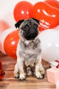 A cute pug sits among balls on Valentine's Day. Pets, dogs and their holidays