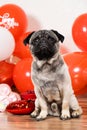 A cute pug sits among balls on Valentine's Day. Pets, dogs and their holidays