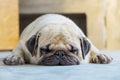 Cute Pug sleep on the floor.