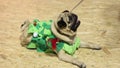 Cute pug wearing creative festive suit obeying owner's commands, eating treats