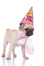 Cute pug wearing polka dots scarf and birthday hat
