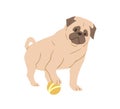 Cute Pug With Wrinkled Face Playing With Ball. Adorable Wrinkly Dog Of Fawn Color. Purebred Light Brown Doggy. Flat