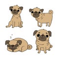 Cute Pugs. Dogs.