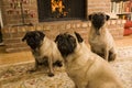 Cute Pugs in Front of Fire